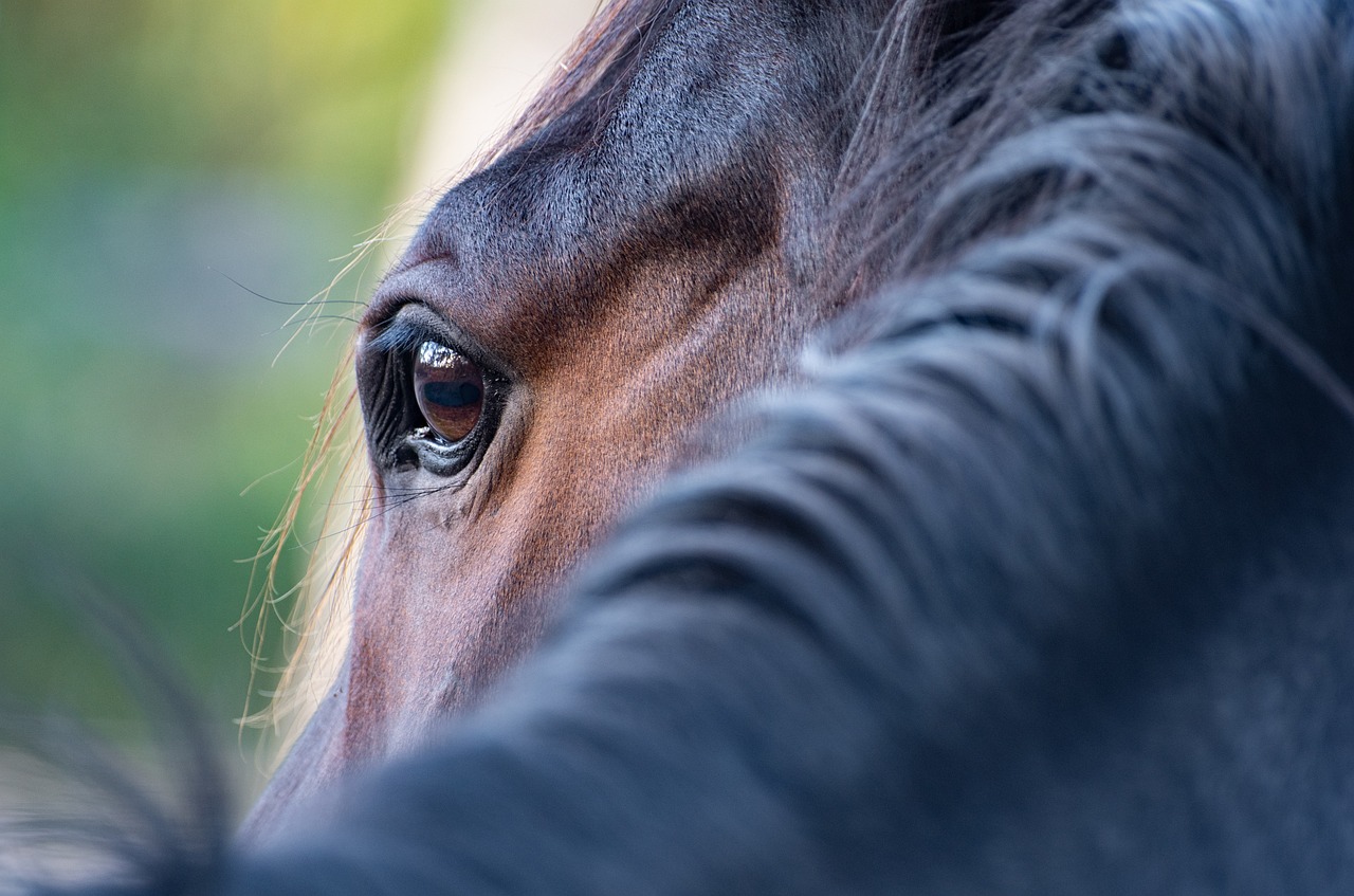 Top Tips For Keeping Your Horses Calm During Fireworks