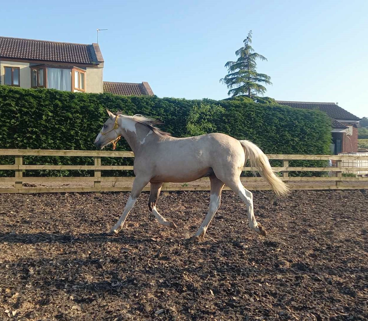 Best riding arena surface