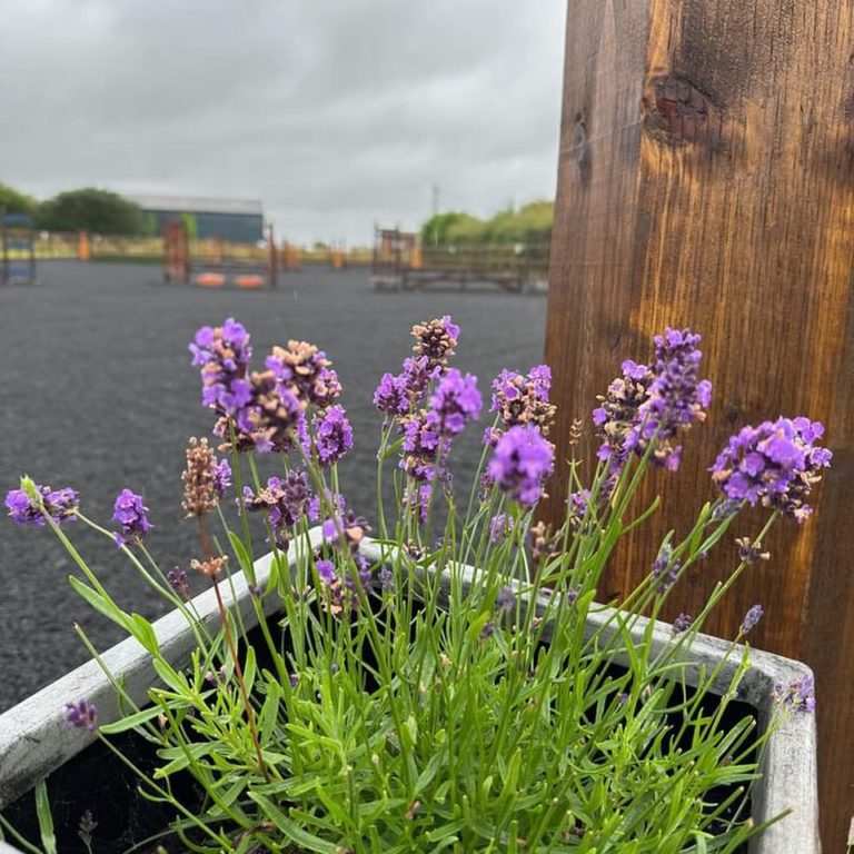 What To Look For In Equestrian Surfaces This Spring