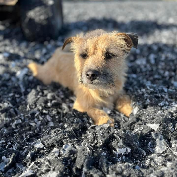 full-fibre dog surface